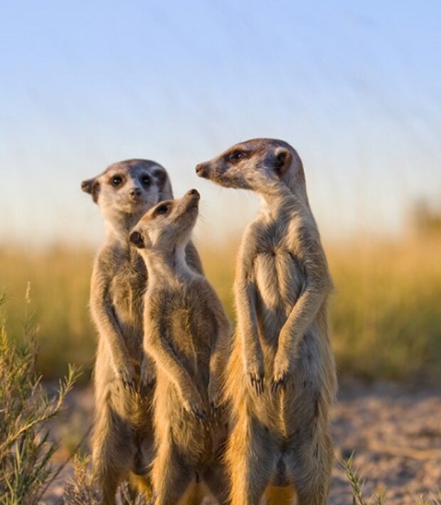 Surikaty. Foto: snímek obrazovky udivitelno.com