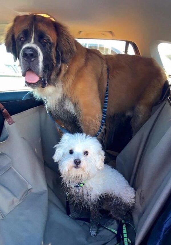 Zdroj fotografie: duck.show