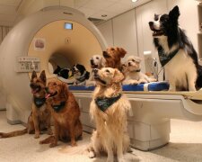 Psi skutečně rozumějí tomu, co jim říkáte. Studie