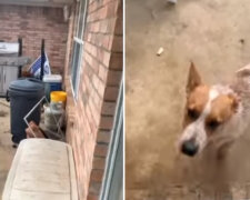 Muž si vzal domů psa, kterého našel v noci na ulici: ráno začal pes vydávat podivné zvuky a nevypadal jako pes