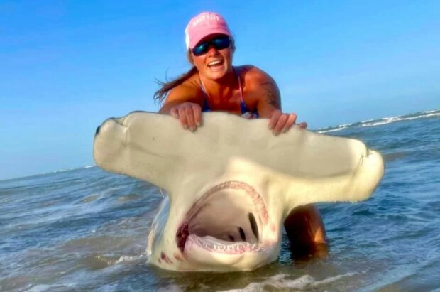 "Jsem nadšená. Dlouho jsem snila o tom, že chytím žraloka": Žena zachytila obrovského žraloka kladiva na rybářský prut ze střechy auta