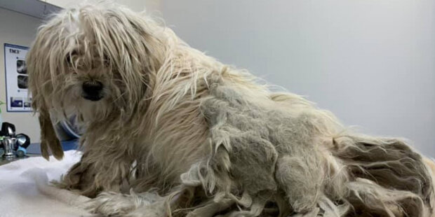 Pes 7 let nevycházel z domu a byl pokrytý chomáči srstí: Po setkání s dobrými lidmi se změnil život psa