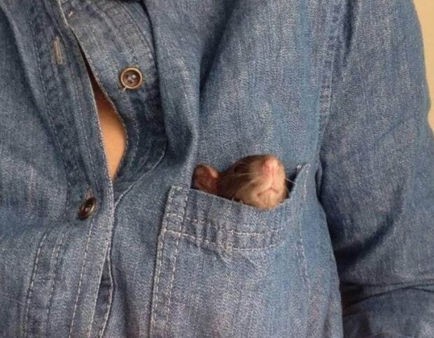 Fotografie: voobsheogon.ru