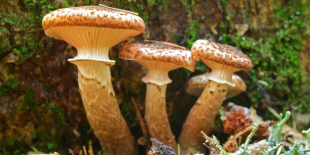Mykologové prozradili, co ještě letos od houbařské sezony čekat