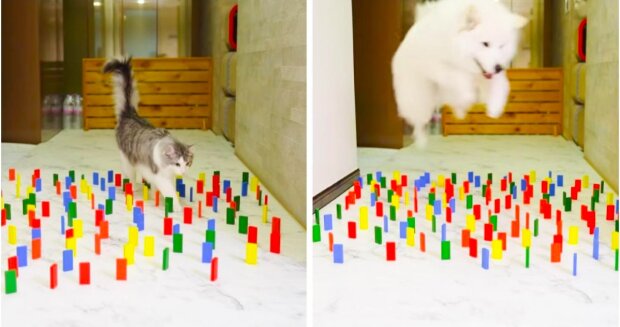 „Kočky versus psy“: experiment ukázal, které ze zvířat je nejšikovnější