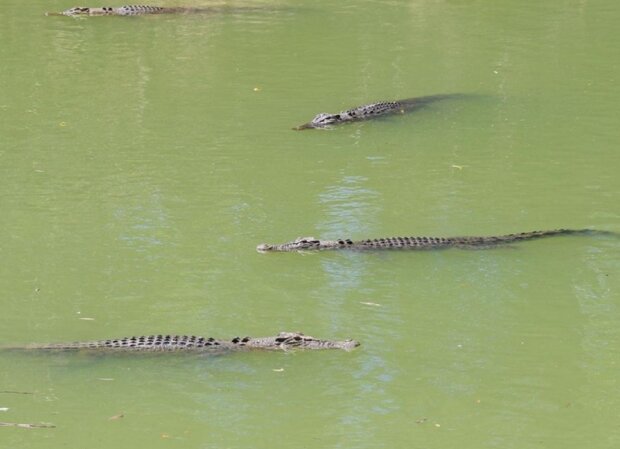 Krokodýl. Foto: snímek obrazovky ekabu.ru