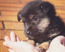 Fotografie: wikipet.ru