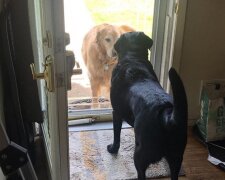 Pes je tak moc zamilovaný do sousedské fenky, že ji uprostřed noci navštěvuje s dárky