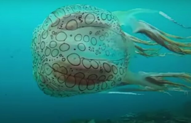 Neobvyklá medúza. Foto: snímek obrazovky YouTube