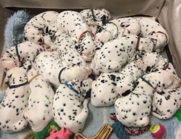 Zvíře. Foto: snímek obrazovky laykni.com