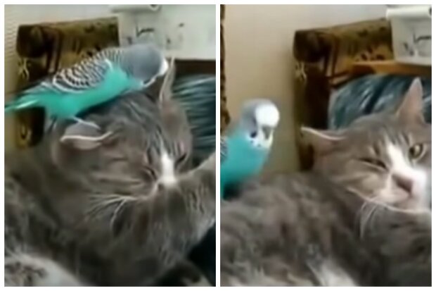Kočka a papoušek. Foto: snímek obrazovky YouTube