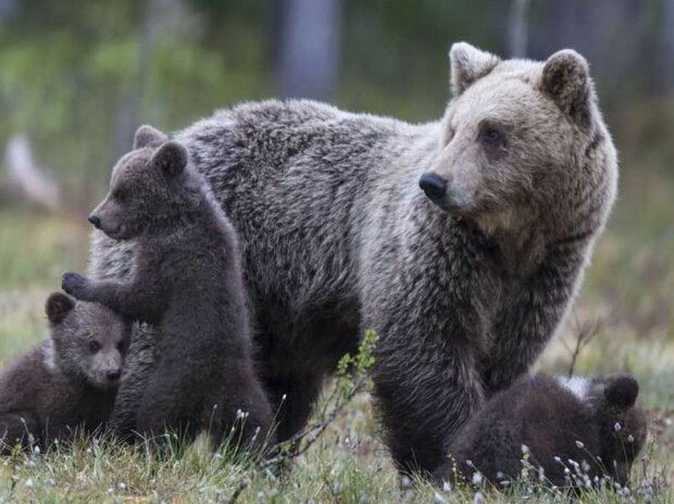 Fotografie: publy.ru