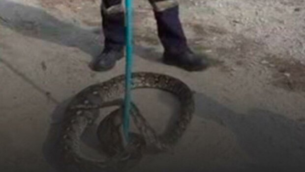 Třímetrová krajta kousla chytače hadů, který se ji pokusil chytit holýma rukama, a dostala se na video