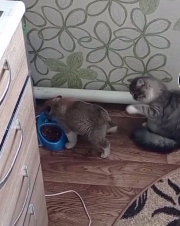 Štěně a koťátko. Foto: snímek obrazovky TikTok