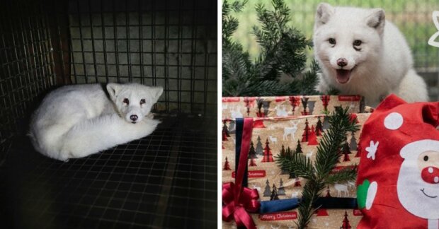 Ochránci zvířat zachránili polární lišku z kožešinové farmy a dokázali, že jeho šťastná tvář je lepší než všechny kožichy