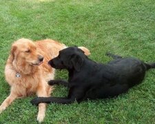 Pes je tak zamilovaný do sousedské fenky, že jí uprostřed noci navštěvuje s dárky