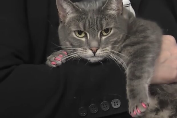 Kočka, Foto: snímek obrazovky YouTube