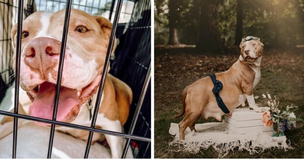 Ochránci zvířat zachránili těhotného psa, který se dostal do útulku, a udělali z něj skutečný fotomodel