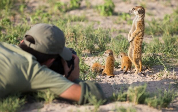 Surikaty. Foto: snímek obrazovky udivitelno.com