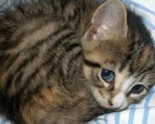 Žena si myslela, že přinesla domů kotě a on se stal skutečným ochráncem domu