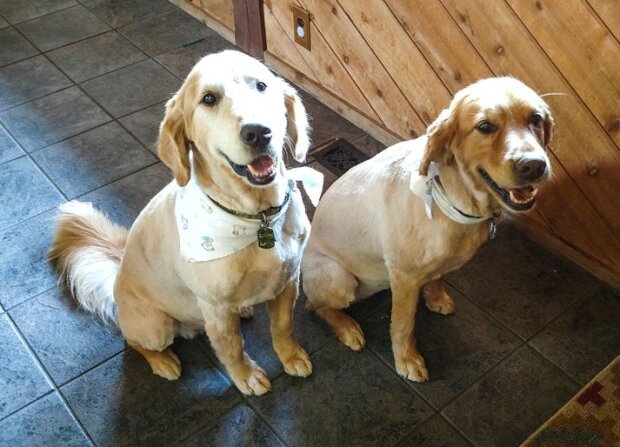 Fotografie: duck.show