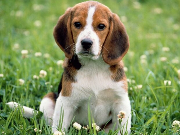 Fotografie: publy.ru