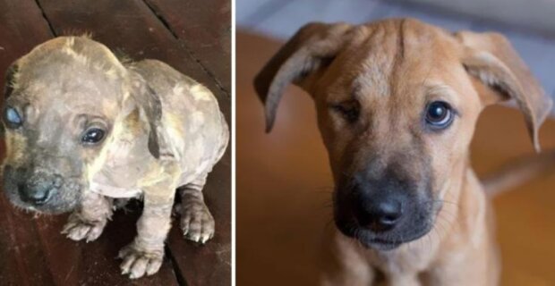 Fotky, které dojímají do hloubky duše: jak se psi změnili před a po útulku