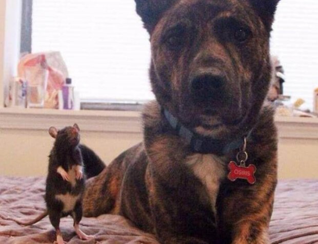 Fotografie: voobsheogon.ru