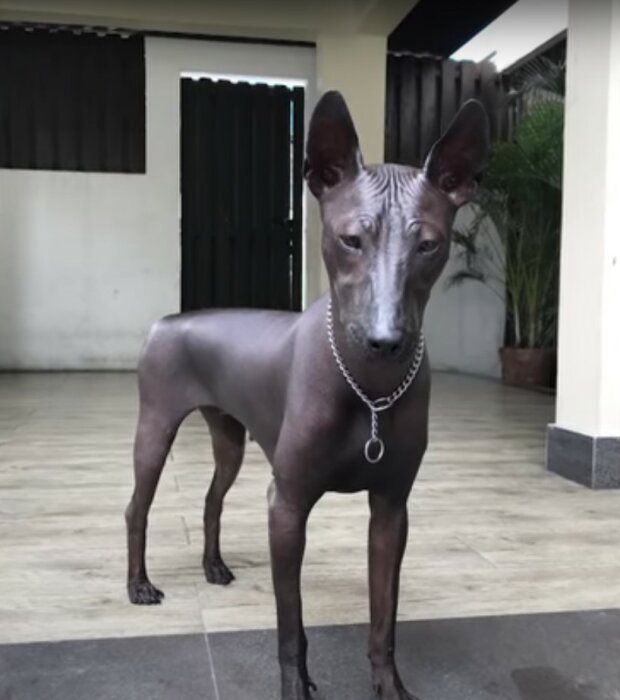 Lidé jsou překvapeni, když vidí tohoto psa, protože si myslí, že je to socha