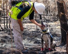 Pejsek, kterého majitelé vyhodili na ulici, se stal australským hrdinou. "Jsme na něho nesmírně pyšní, bez něj by velké množství koalů nepřežilo."