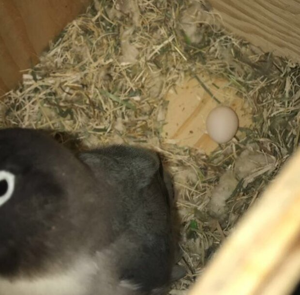 Papoušci. Foto: snímek obrazovky laykni.com