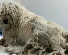 Pes sedm let nevycházel z domu a obrostl ho koltunami. Ale dobré ruce našel pod nimi dobrého chlapce