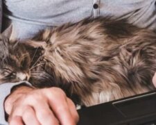 Znamení, že kočka miluje svého páníčka nebo paničku