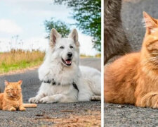 Kočka se chová jako pes: Jak se psi začali starat o malé kotě