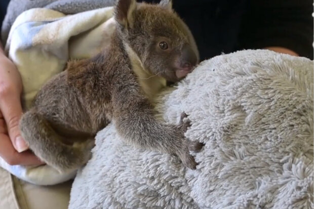 Malá koala o velikosti dlaně přišla o maminku: lidé udělali nelehké rozhodnutí a dovolili si nakrmit dítě