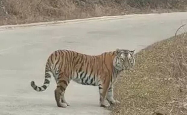 "Vzácný výskyt": jak sibiřský tygr vyděsil úředníky, podrobnosti