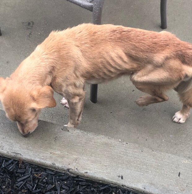 Pes. Foto: snímek obrazovky laykni.com