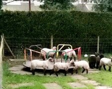 Nejmilejší bezelstné video: jehňata na kolotoči