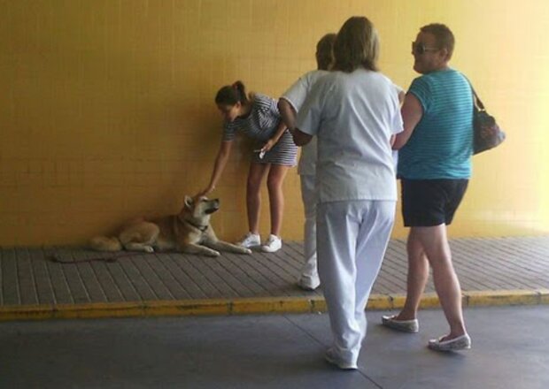 Pes. Foto: snímek obrazovky laykni.com