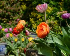 Jak krásně vyzdobit zahradu před domem