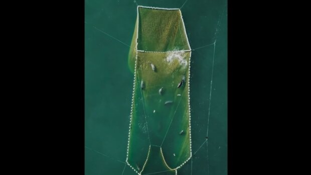 Tuleň. Foto: snímek obrazovky ekabu.ru