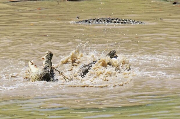 Krokodýl. Foto: snímek obrazovky ekabu.ru