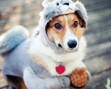 Fotografie: samizoo.ru