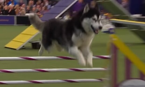 Pes. Foto: snímek obrazovky ekabu.ru