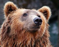 Hladoví vlci obklopili medvíďata, a tak jejich máma prosila o pomoc dědu, když se střetly jejich pohledy