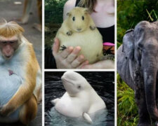 "Všechny maminky jsou velmi krásné": Těhotná zvířata, která jsme ještě neviděli