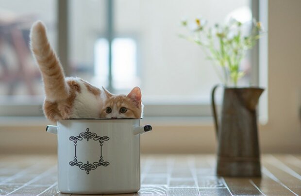 Fotografie: Getty Images