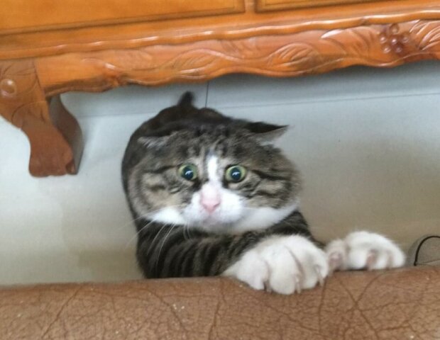 Fotografie: duck.show