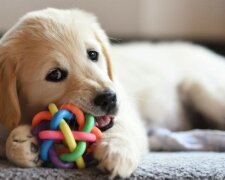 Vědci odhalují, jak psi vnímají své hračky