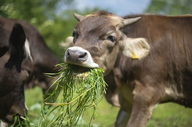 První útulek pro krávy v Evropě: proč šťastné krávy dávají více mléka